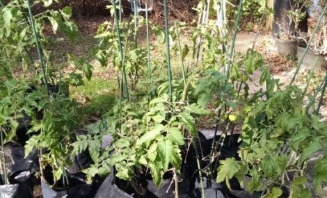 Winter for the Tomato Grower, Part 2: Planning and Creating the Foundation for Success Image
